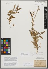 Foto von Salix triandra subsp. amygdalina (L.) Schübl. & G. Martens